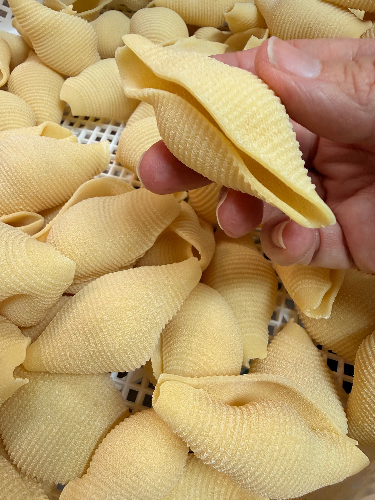Pasta shells (jumbo)
